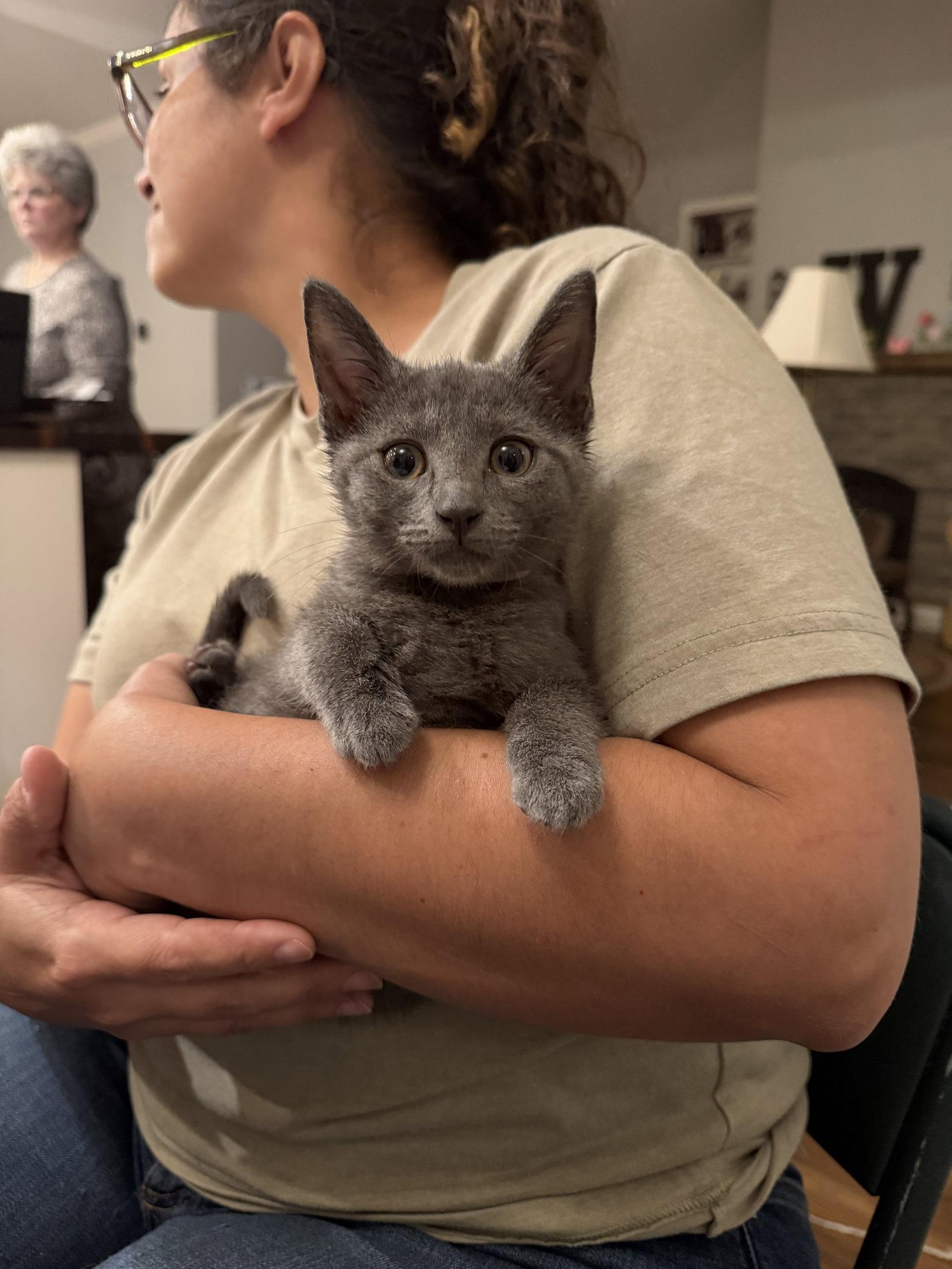Marriot (Available for pre-adoption), Adopted, Young Female Russian Blue.