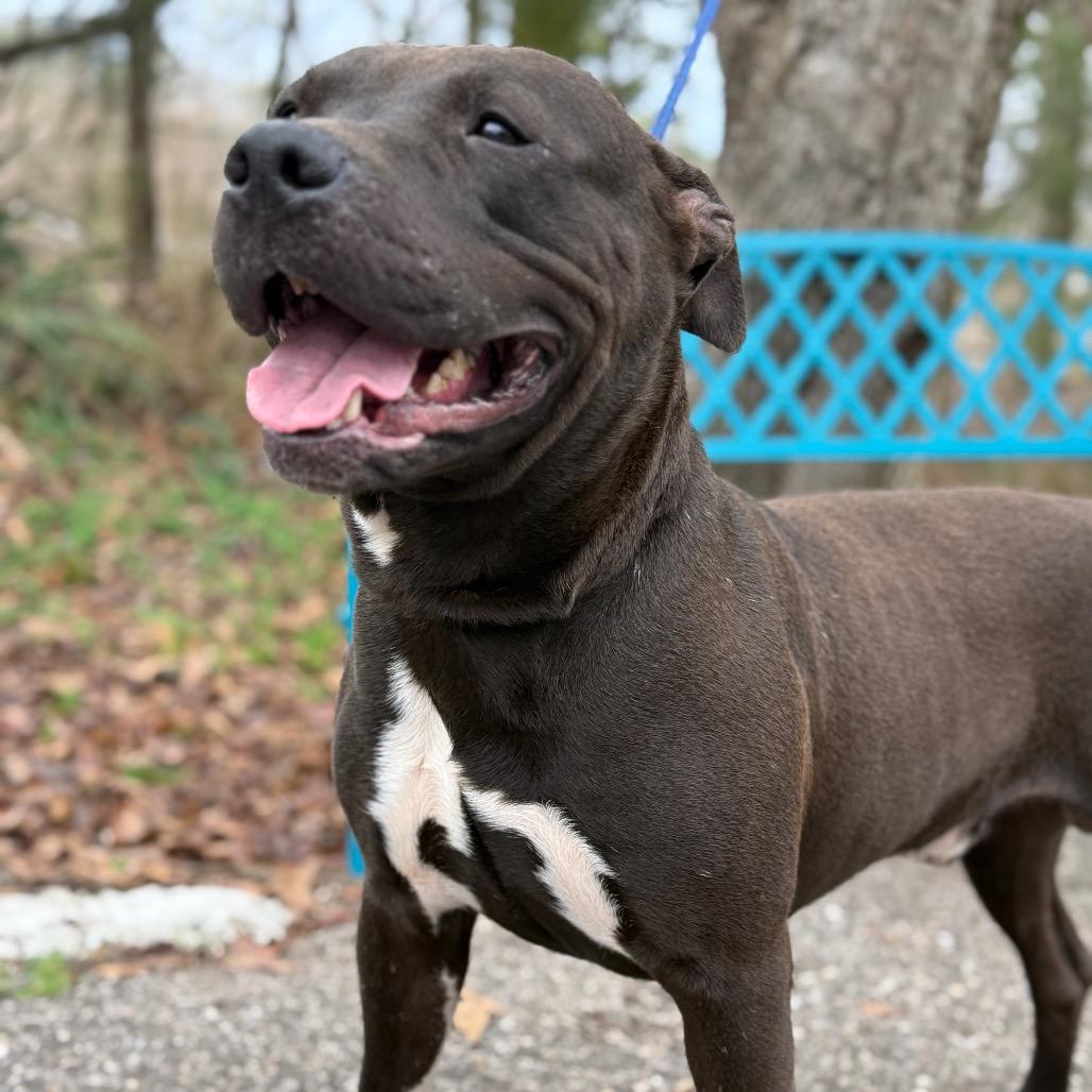 Enlarge Apollo, a Adoptable Mixed Breed in Monroeville, AL image 1/6