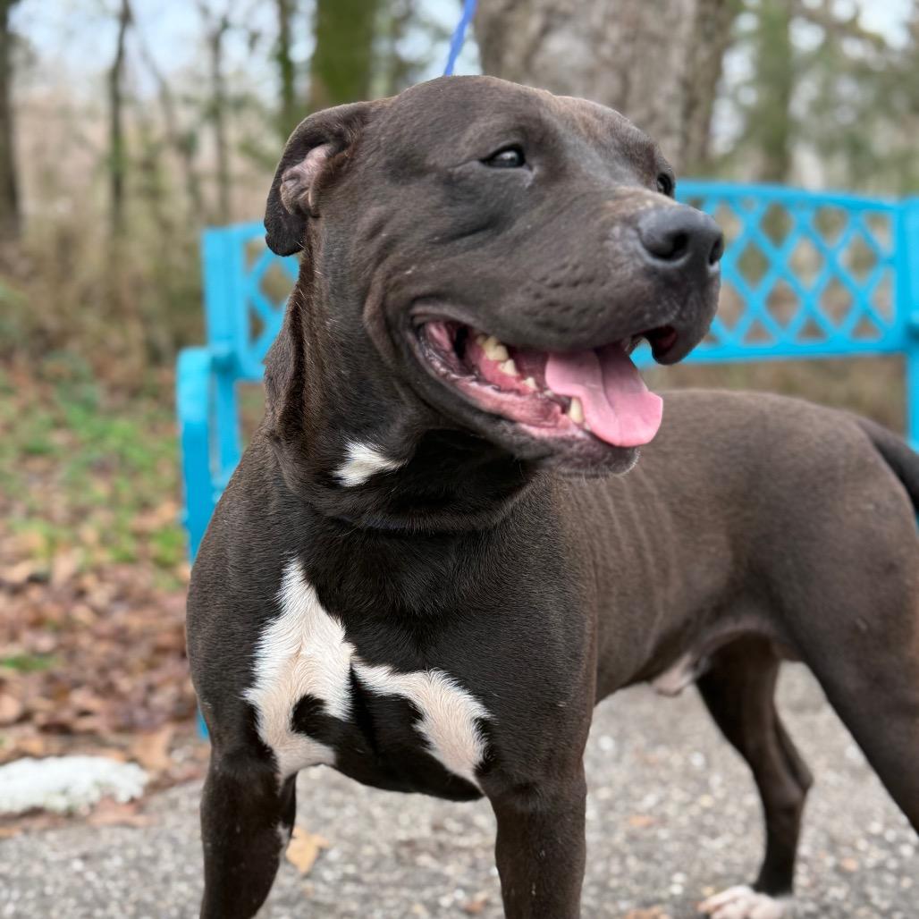 Enlarge Apollo, a Adoptable Mixed Breed in Monroeville, AL image 2/6