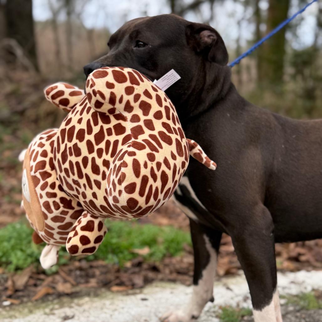 Enlarge Apollo, a Adoptable Mixed Breed in Monroeville, AL image 3/6