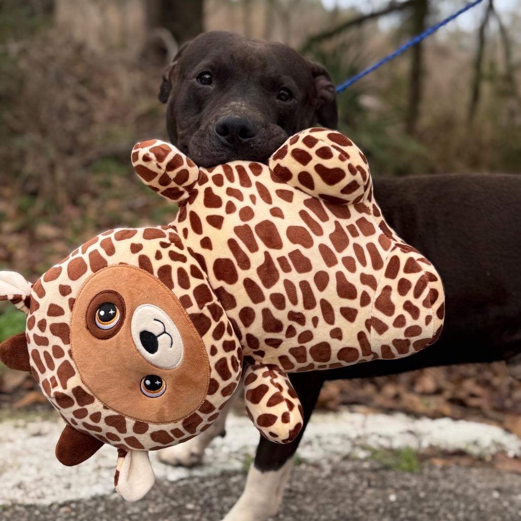 Enlarge Apollo, a Adoptable Mixed Breed in Monroeville, AL image 4/6