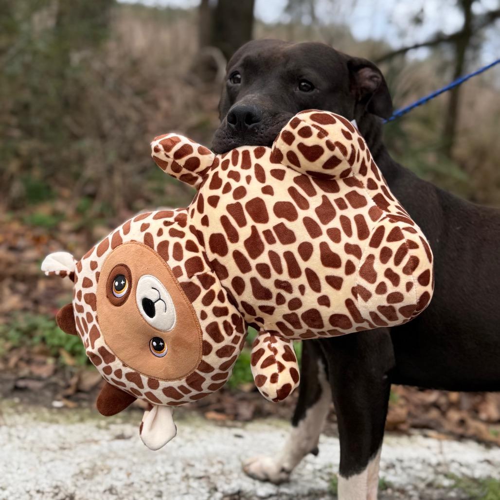 Enlarge Apollo, a Adoptable Mixed Breed in Monroeville, AL image 5/6