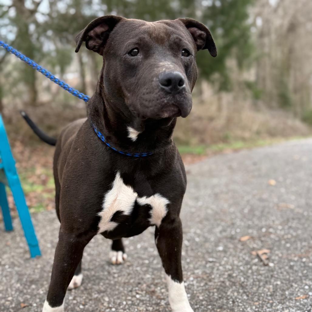 Enlarge Apollo, a Adoptable Mixed Breed in Monroeville, AL image 6/6