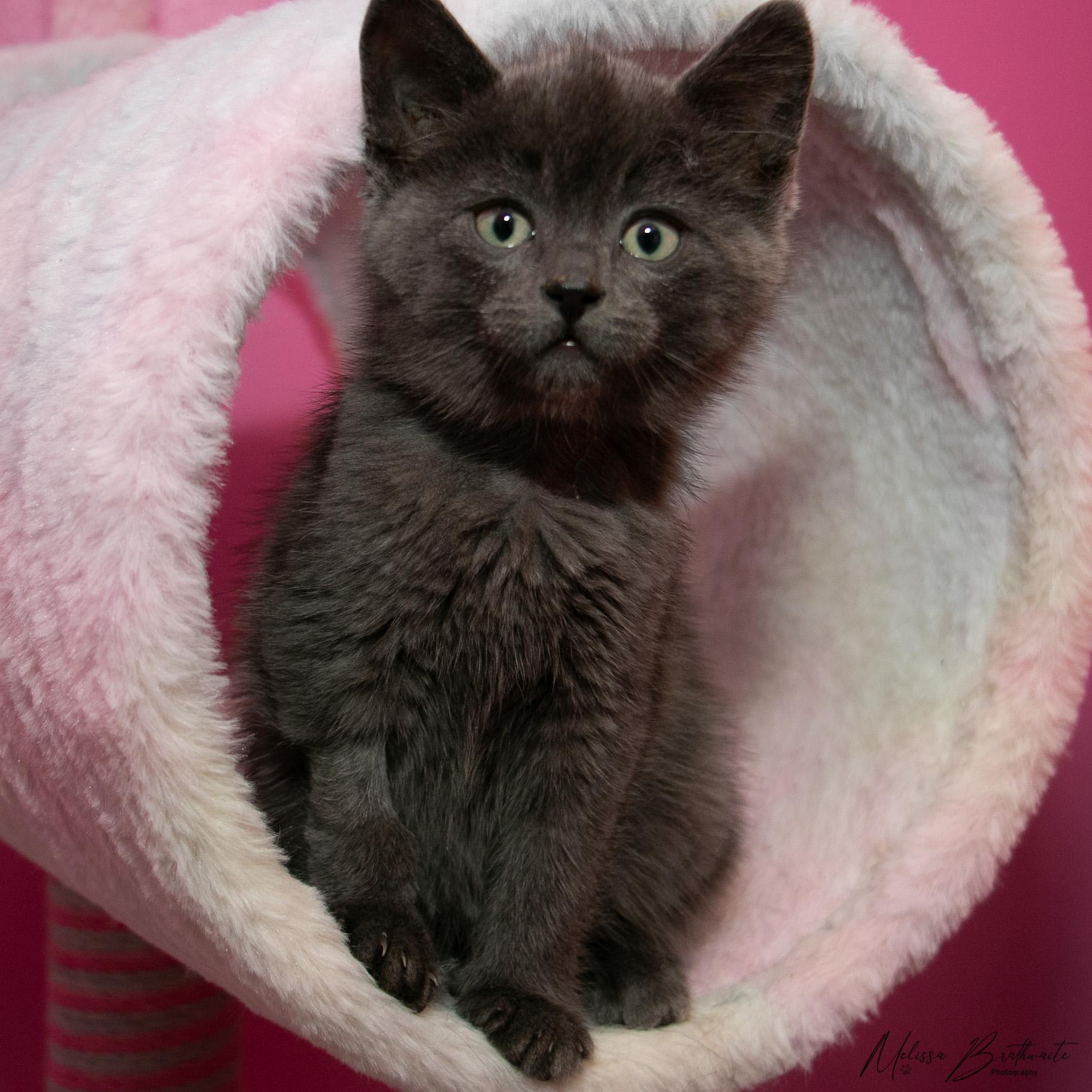 Enlarge River, a ADOPTABLE Domestic Short Hair in Calgary, AB image 1/3