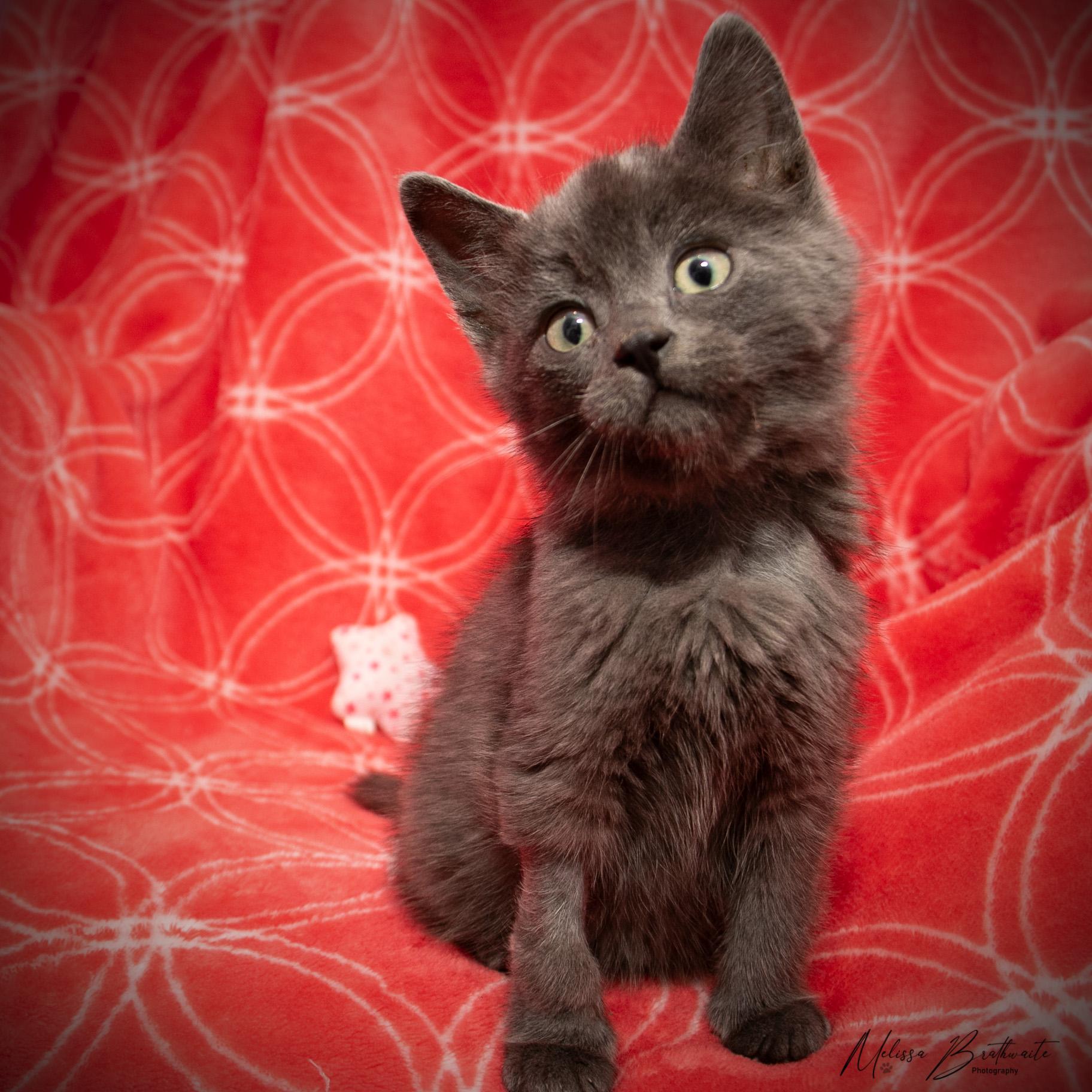 Enlarge River, a ADOPTABLE Domestic Short Hair in Calgary, AB image 2/3