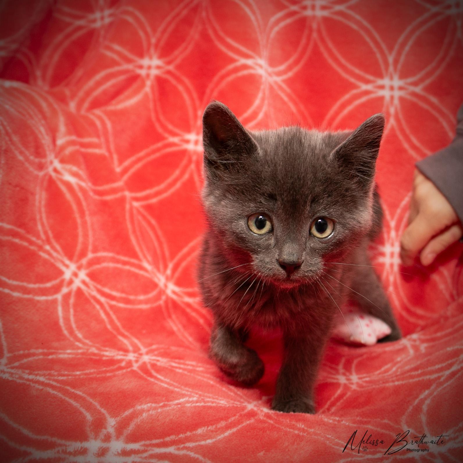 Enlarge River, a ADOPTABLE Domestic Short Hair in Calgary, AB image 3/3