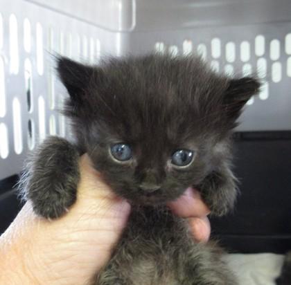 Bosie, a Adoptable mixed breed in West Memphis, AR image 1/2