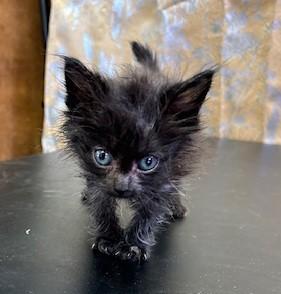 Bosie, a Adoptable mixed breed in West Memphis, AR image 2/2