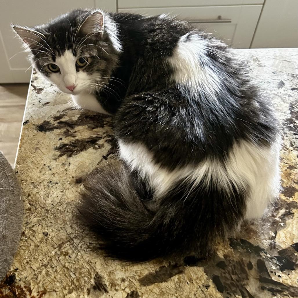 Motley, Adoptable, Young Male Domestic Long Hair.