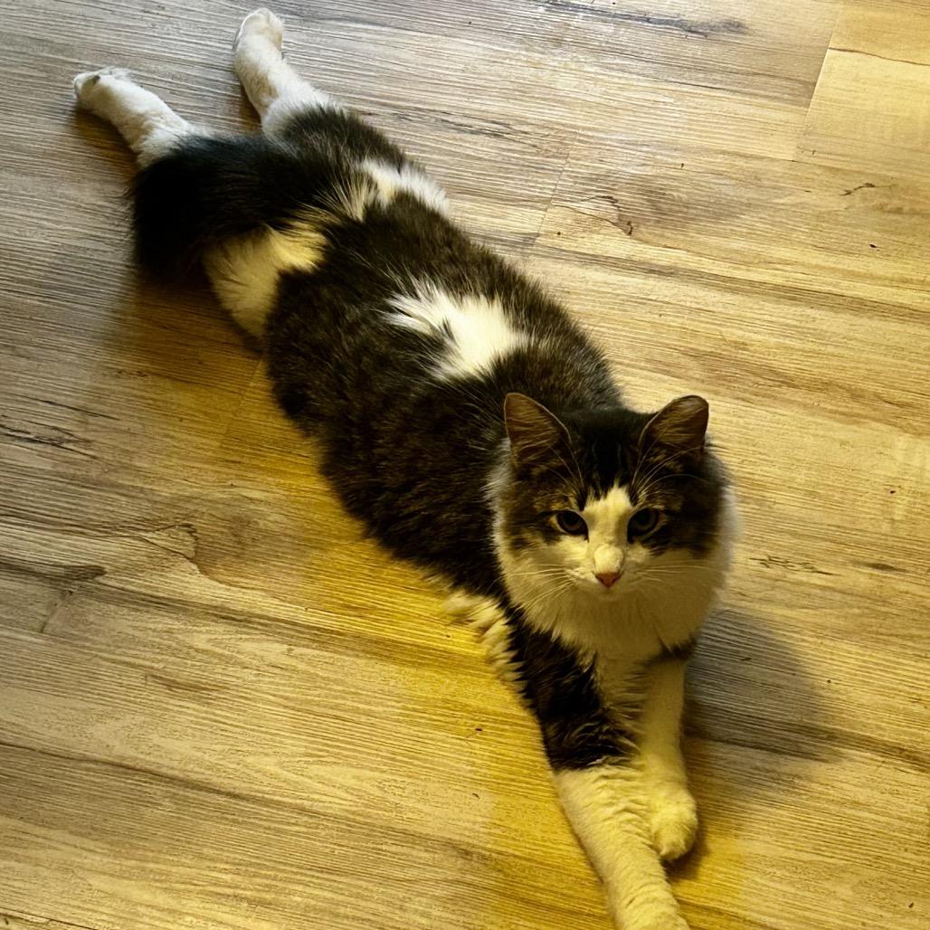 Enlarge Motley, a Adoptable Domestic Long Hair in Othello, WA image 3/6