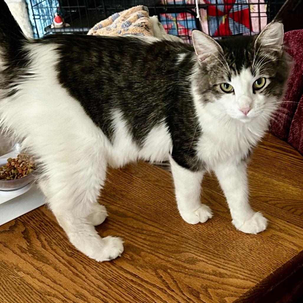 Enlarge Motley, a Adoptable Domestic Long Hair in Othello, WA image 4/6
