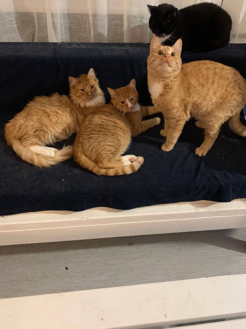 ADOLESCENTS, a Adoptable Tabby in Surrey, BC image 1/10