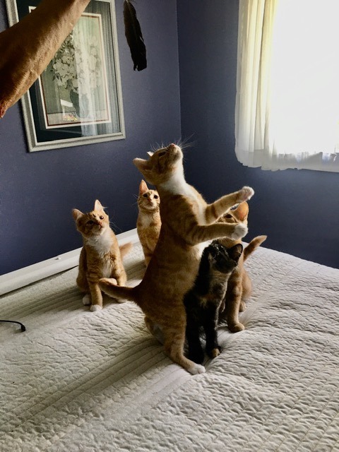 ADOLESCENTS, a Adoptable Tabby in Surrey, BC image 2/10