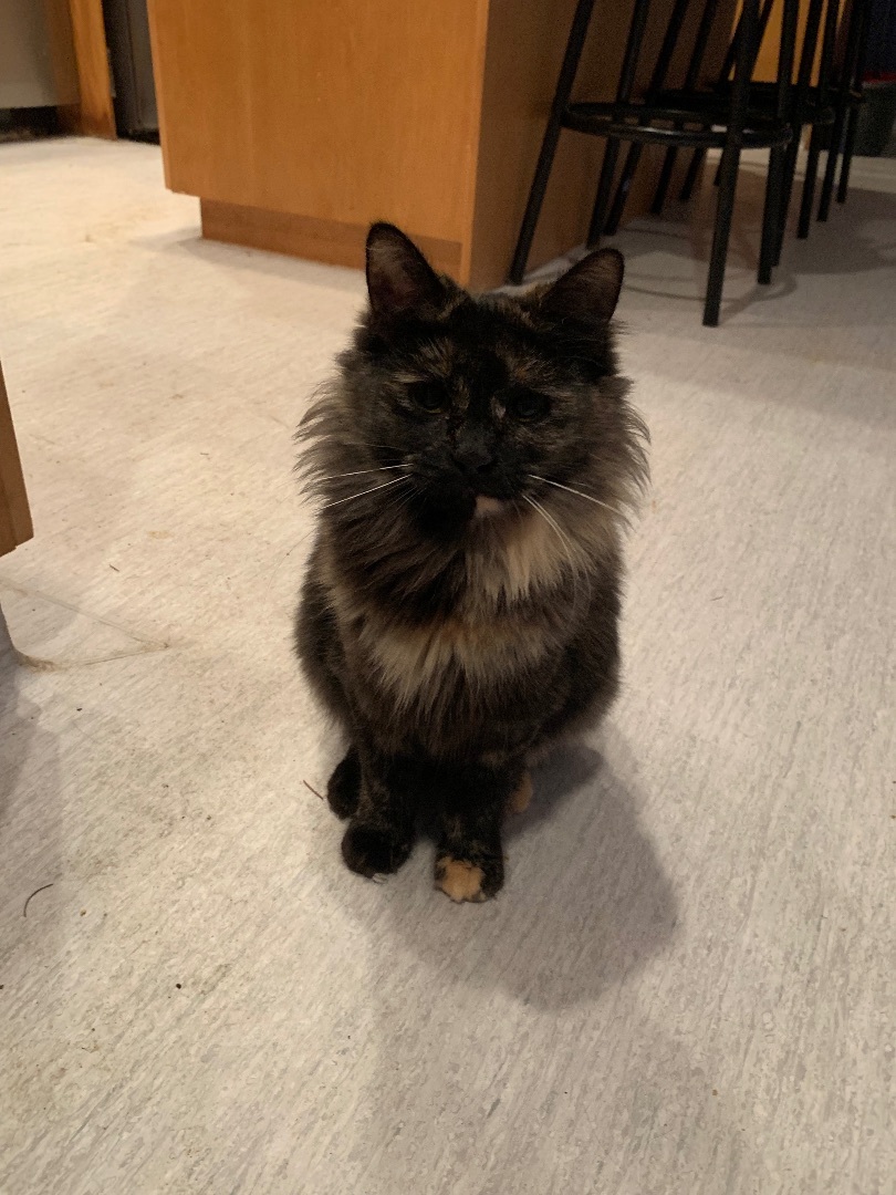 ADOLESCENTS, a Adoptable Tabby in Surrey, BC image 3/10