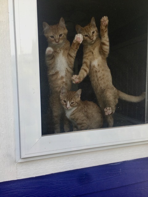 ADOLESCENTS, a Adoptable Tabby in Surrey, BC image 4/10