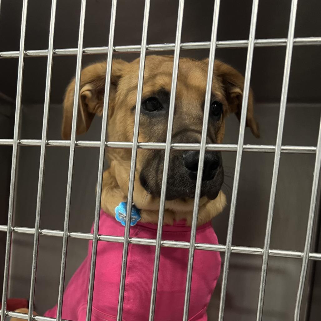 Mulan, a Adoptable mixed breed in St. Louis, MO image 3/5