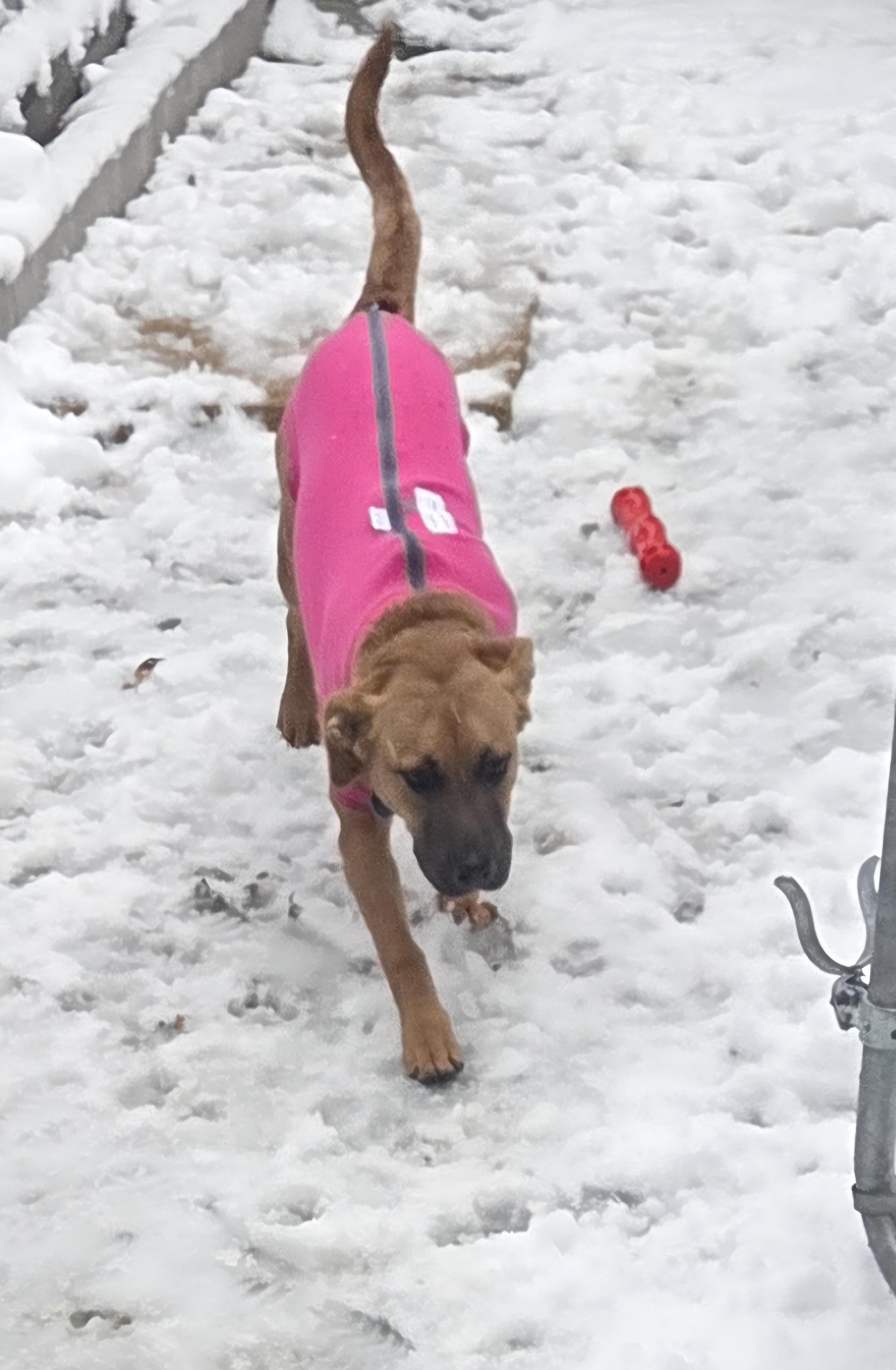 Mulan, a Adoptable mixed breed in St. Louis, MO image 2/5