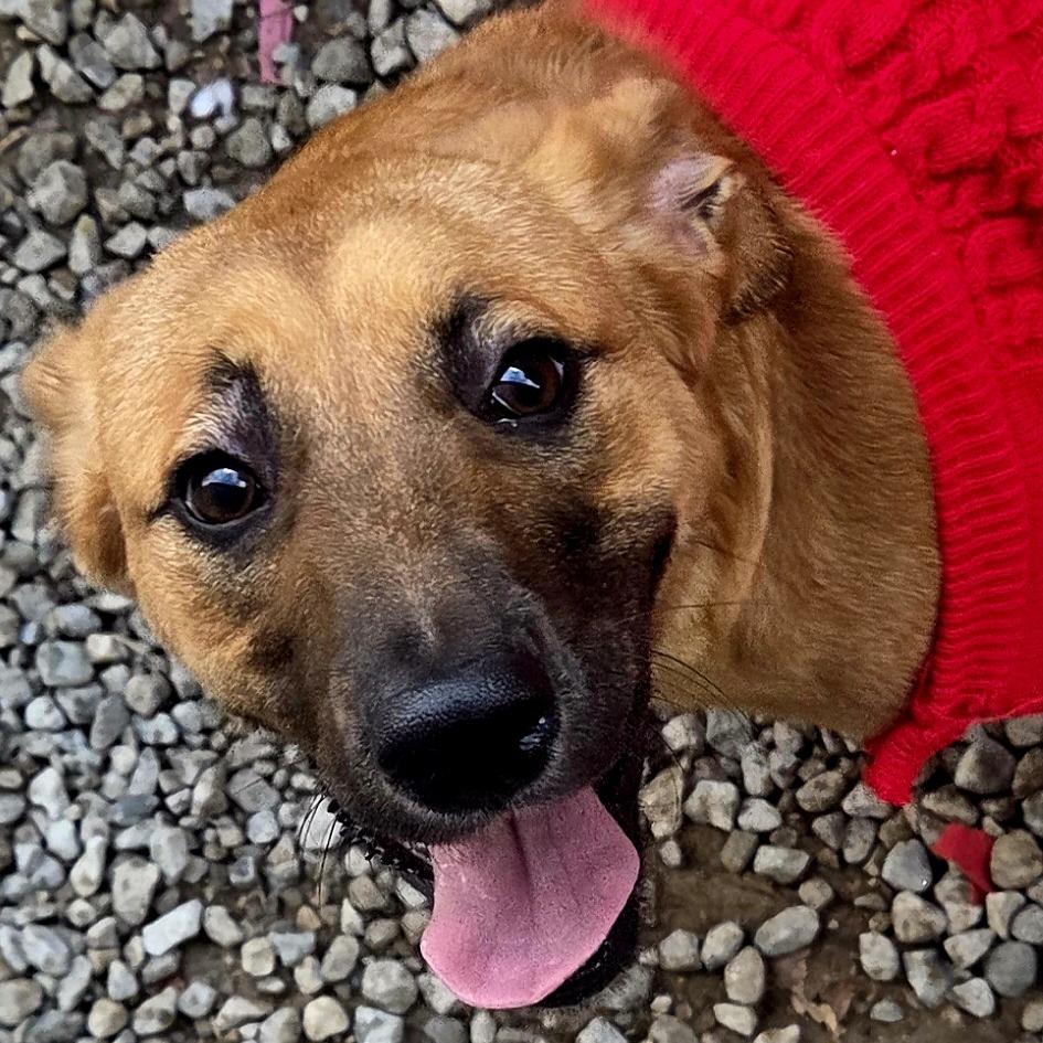 Addy, Adoptable, Puppy Female Black and Tan Coonhound.