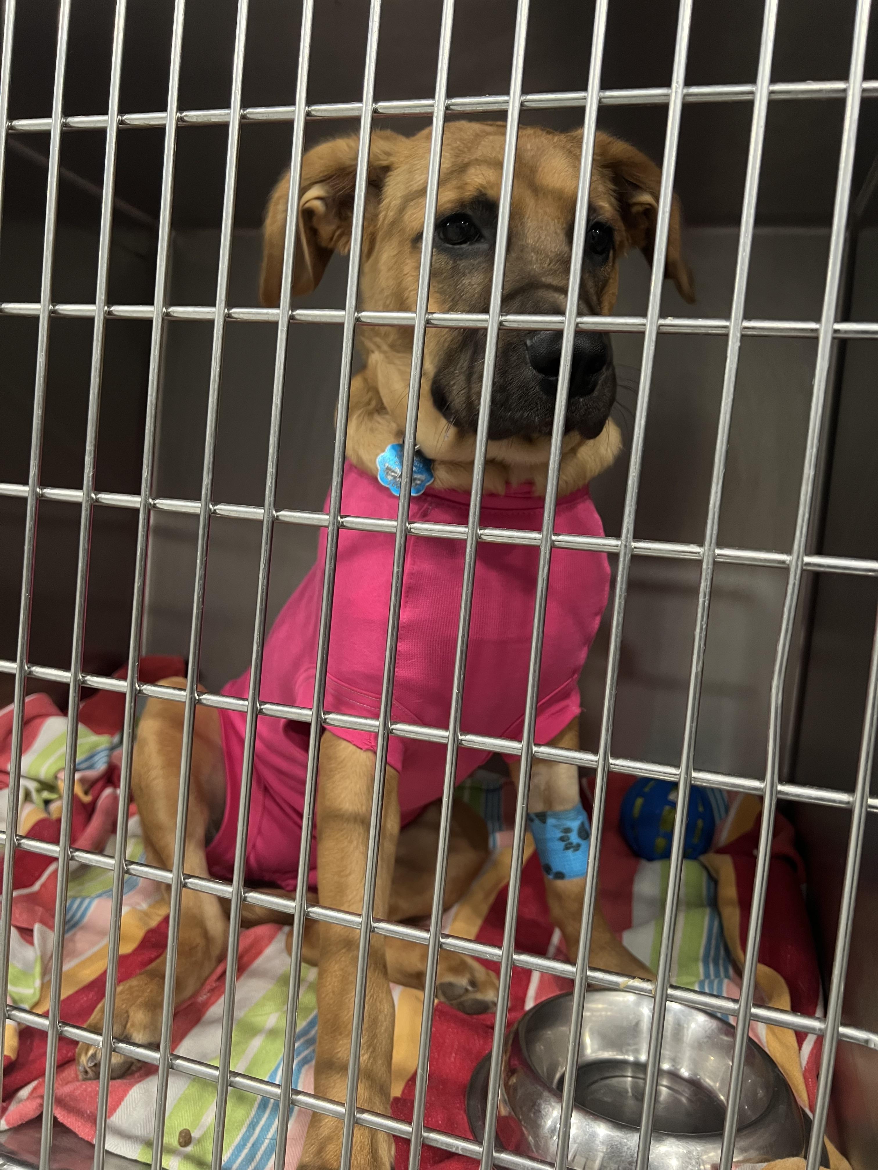 Mulan, a Adoptable mixed breed in St. Louis, MO image 4/5