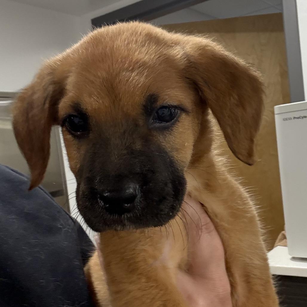 Mulan, a Adoptable mixed breed in St. Louis, MO image 5/5