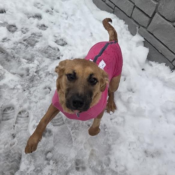 Mulan, Adoptable, Puppy Female Black and Tan Coonhound.