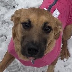 Enlarge Addy, a Adoptable mixed breed in St. Louis, MO image 2/5