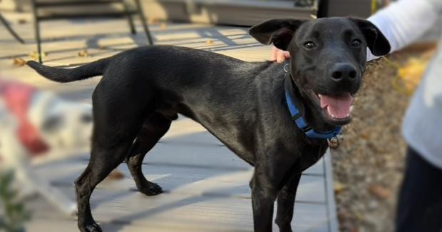 Enlarge HAMLIN, a Adoptable mixed breed in Milton, GA image 1/6