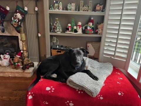 HAMLIN, Adoptable, Young Male Labrador Retriever & Weimaraner.