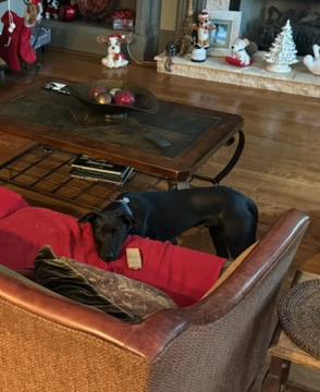 Enlarge HAMLIN, a Adoptable mixed breed in Milton, GA image 3/6