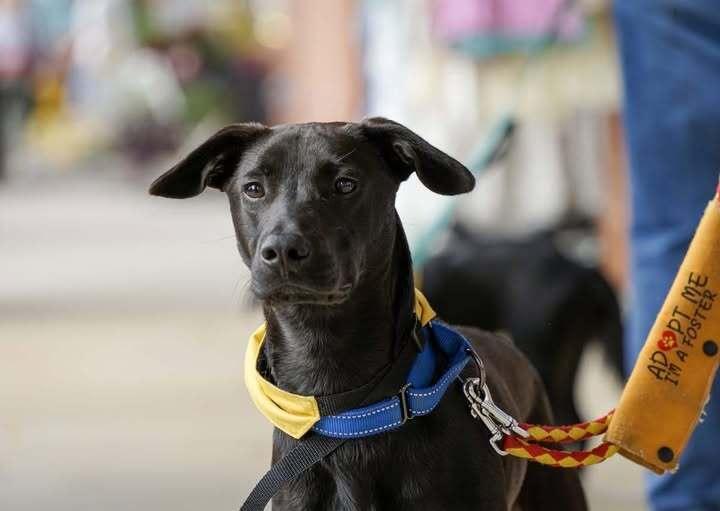 Enlarge HAMLIN, a Adoptable mixed breed in Milton, GA image 4/6