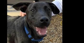 Enlarge HAMLIN, a Adoptable mixed breed in Milton, GA image 5/6