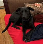 Enlarge HAMLIN, a Adoptable mixed breed in Milton, GA image 6/6