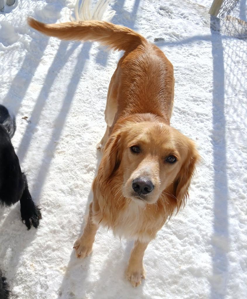 Enlarge Rocky, a Adopted mixed breed in Ladysmith, WI image 1/1