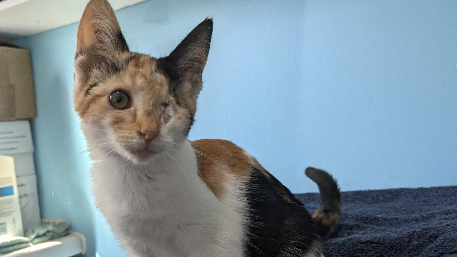 Enlarge Princess, a Adoptable Calico in Santa Rosa, CA image 1/3