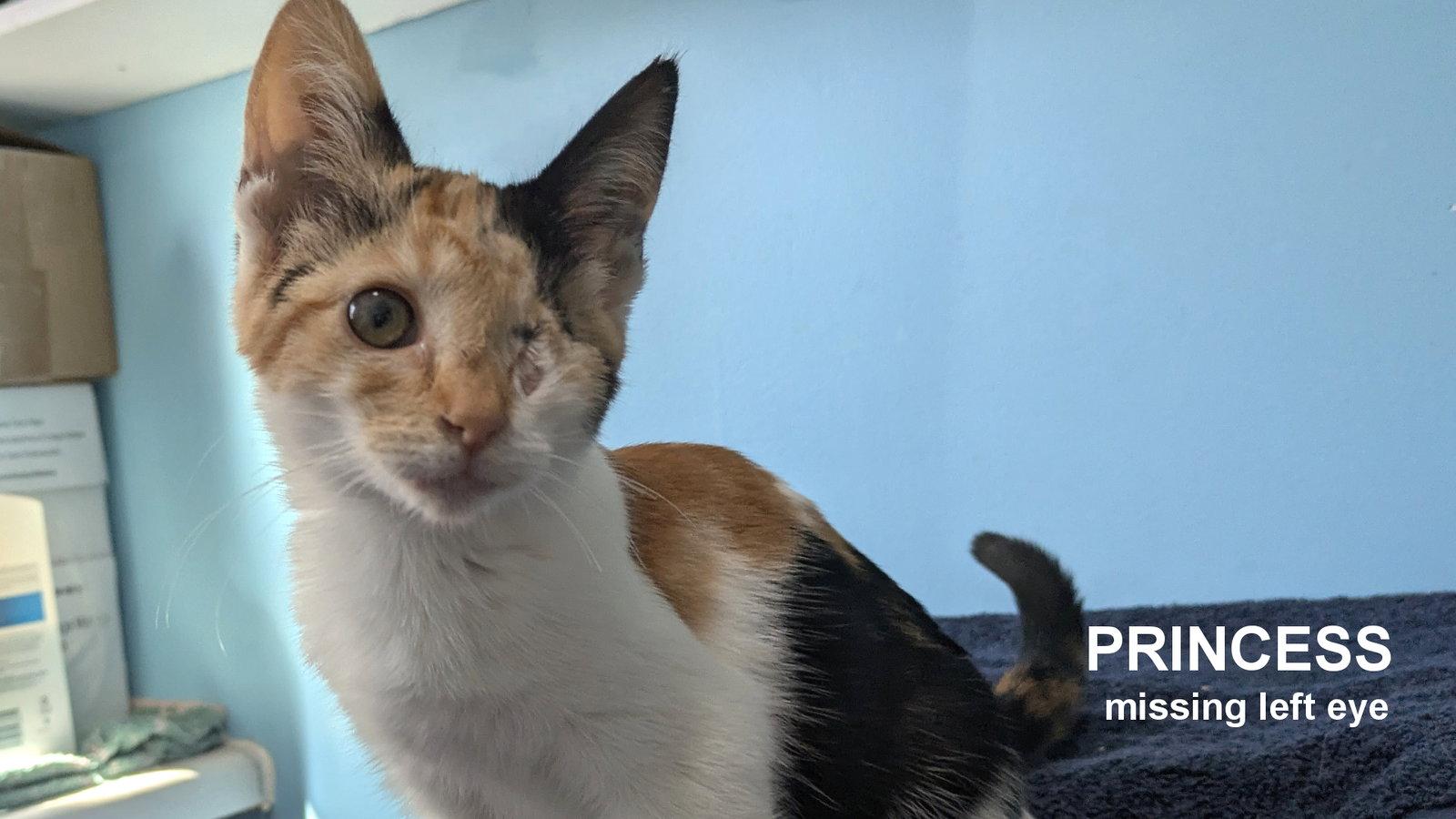 Enlarge Princess, a Adoptable Calico in Santa Rosa, CA image 2/3