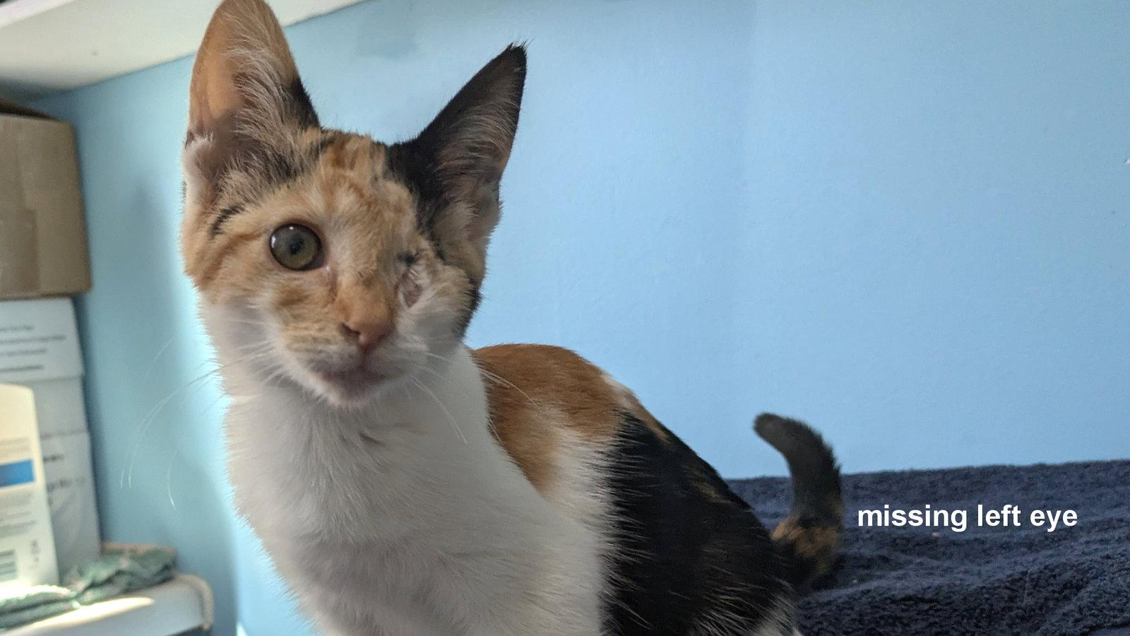 Enlarge Princess, a Adoptable Calico in Santa Rosa, CA image 3/3