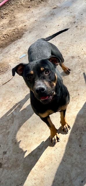 Lois, Adoptable, Young Female Pit Bull Terrier.