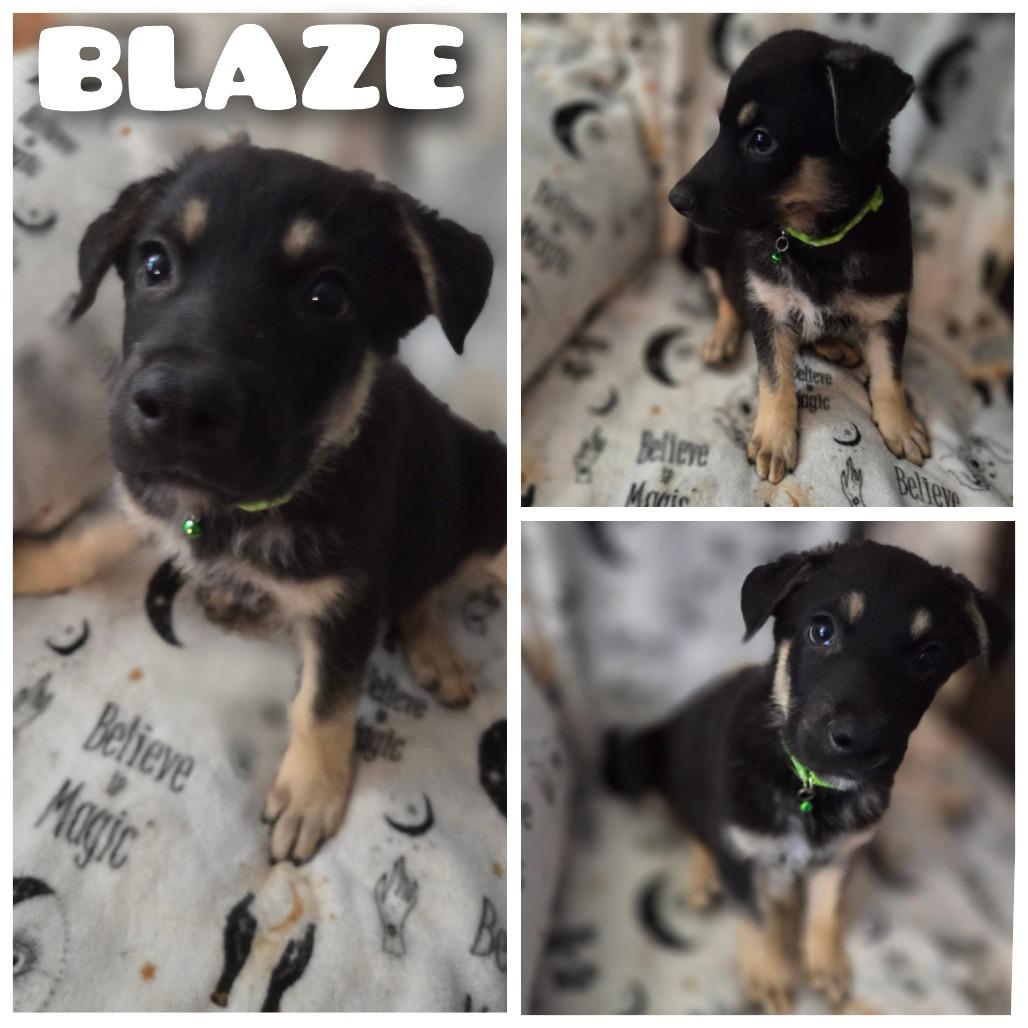 Blaze, Adoptable, Puppy Male German Shepherd Dog.