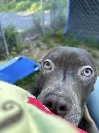 Mason, Adoptable, Puppy Male Mixed Breed & Mixed Breed.