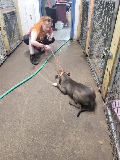 Mason, a Adoptable mixed breed in Hobart, IN image 2/3