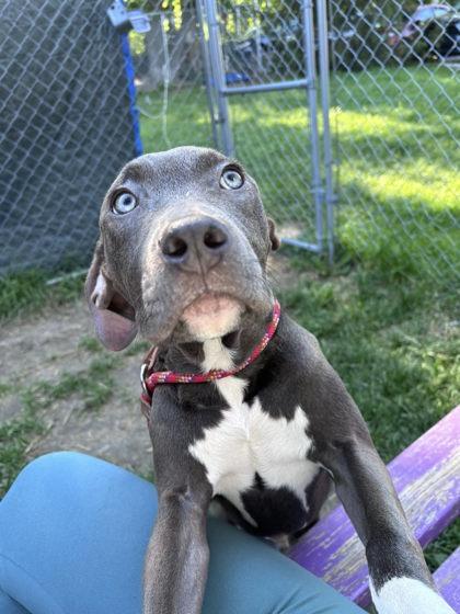 Mason, a Adoptable mixed breed in Hobart, IN image 3/3