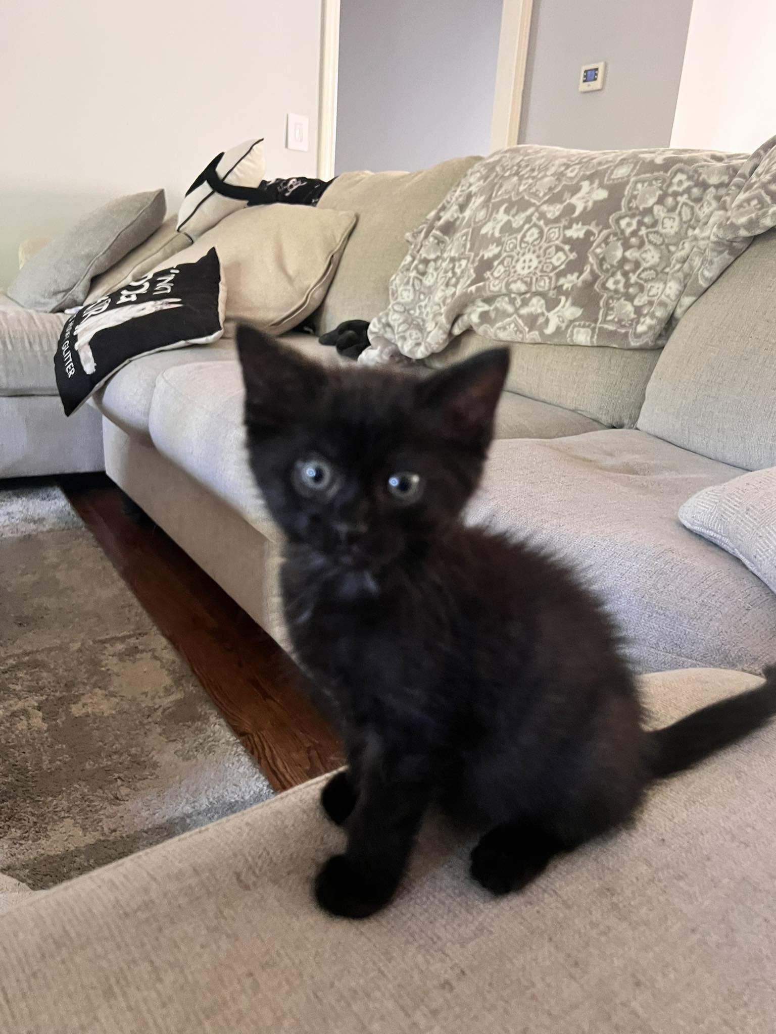 Enlarge Simon, a Adopted Domestic Short Hair in Alvaton, KY image 1/1