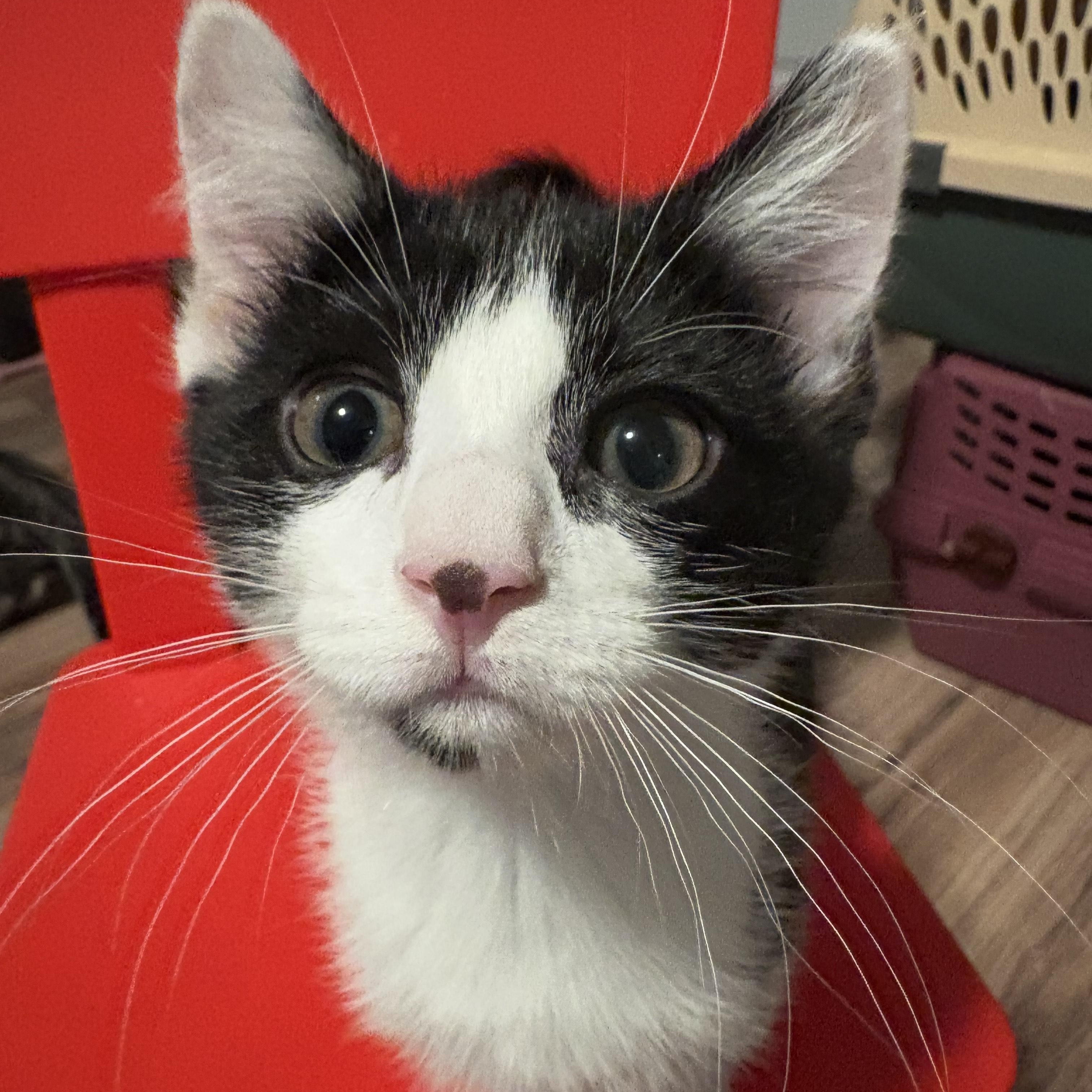 Swifty, Adoptable, Kitten Female Domestic Short Hair.