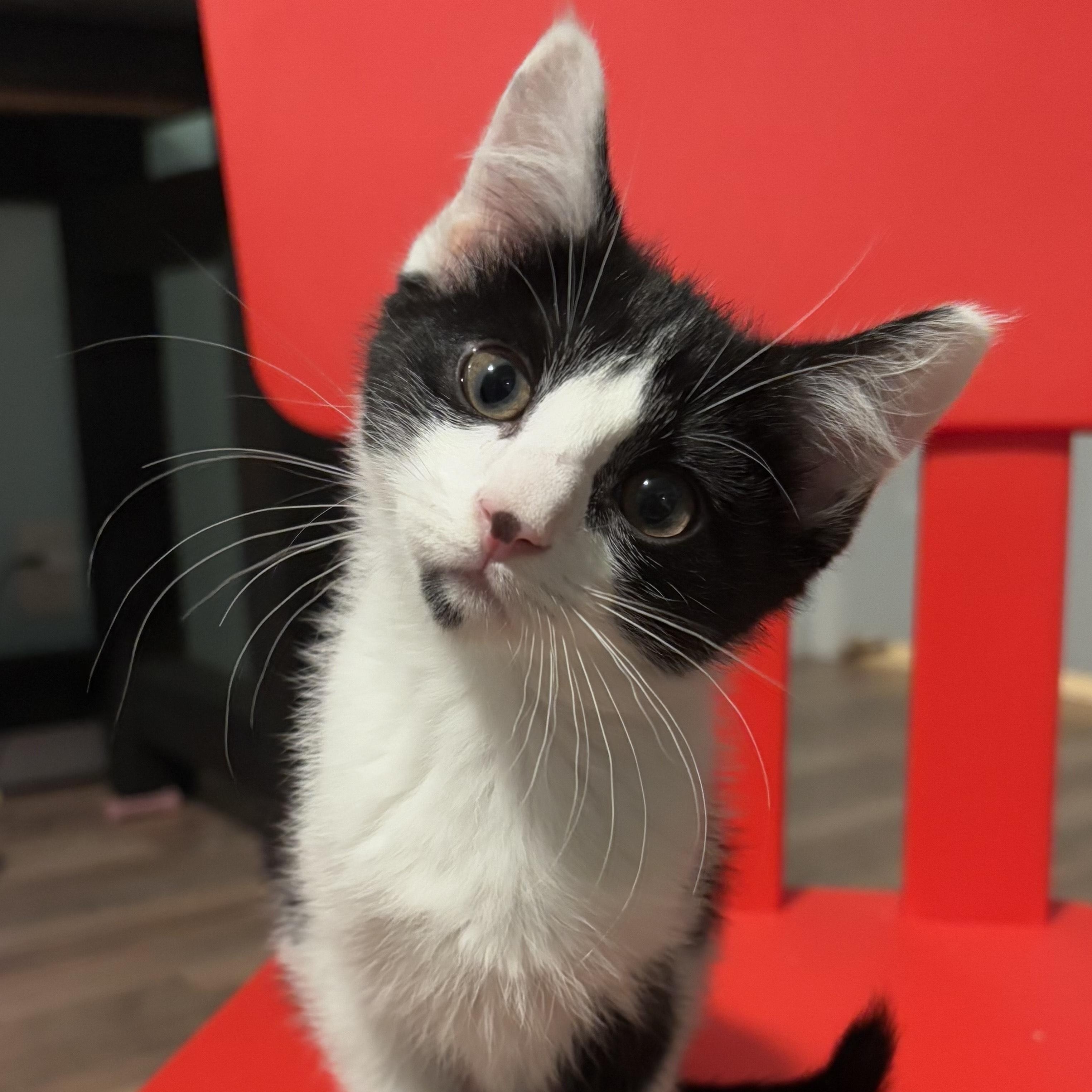 Swifty, a Adoptable Domestic Short Hair in Ferndale, WA image 1/3