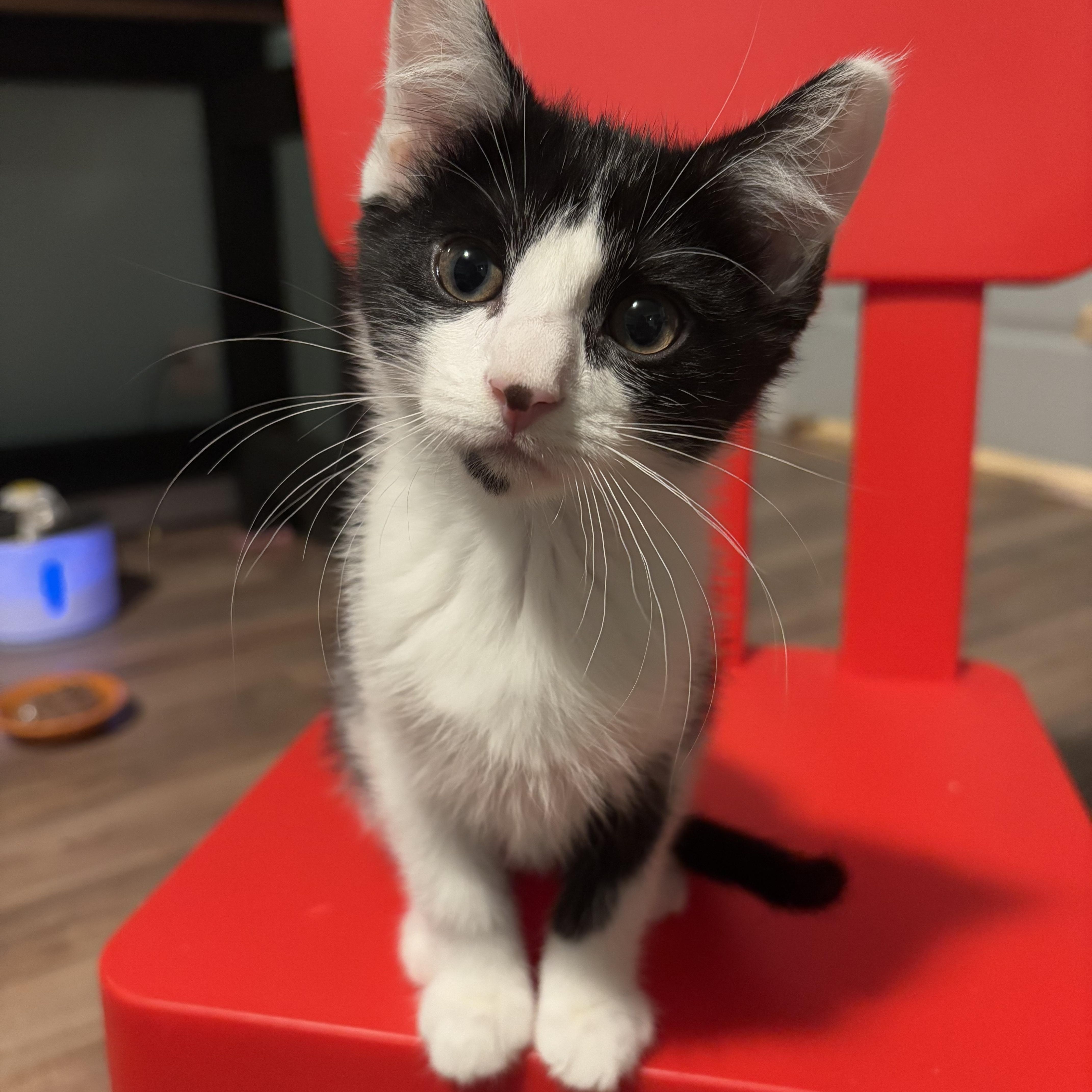 Swifty, a Adoptable Domestic Short Hair in Ferndale, WA image 2/3