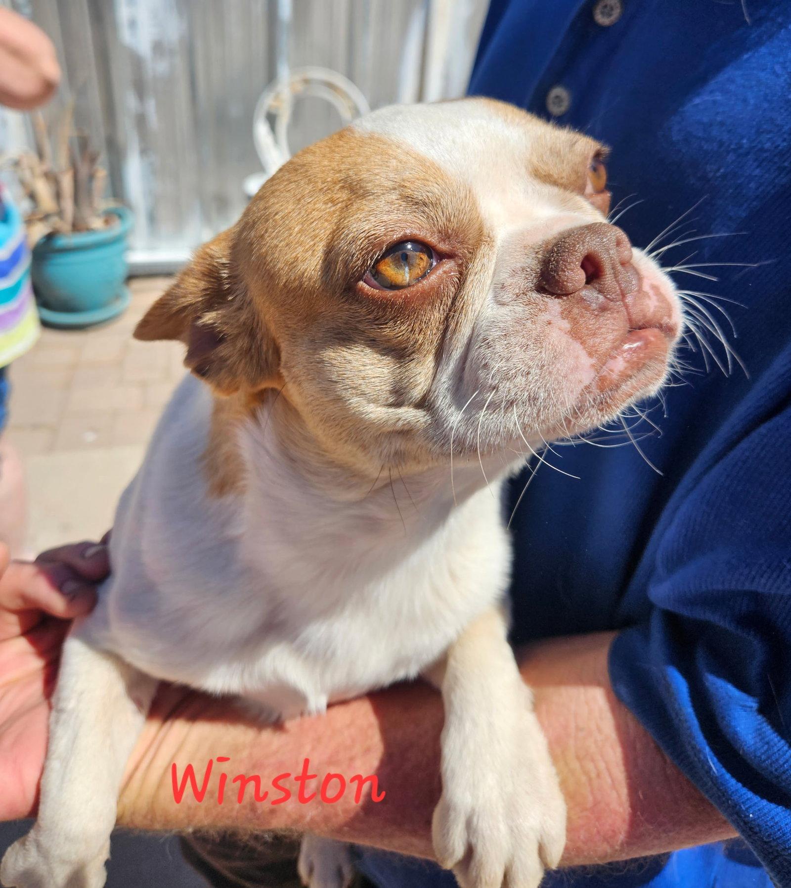 Wesley, Adopted, Adult Male Boston Terrier & French Bulldog.