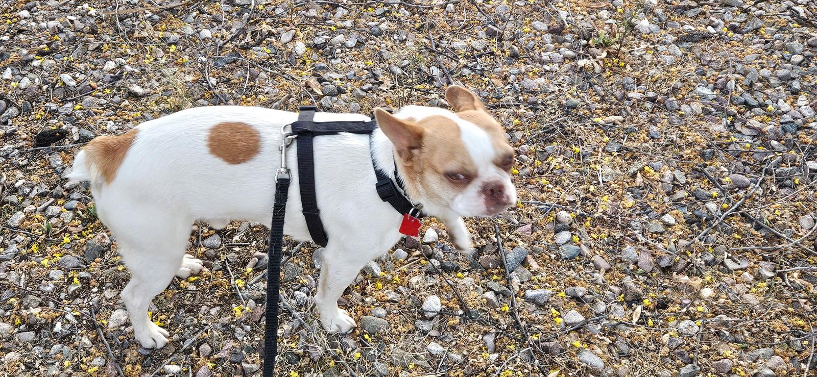 Wesley, a Adopted mixed breed in Scottsdale, AZ image 2/3