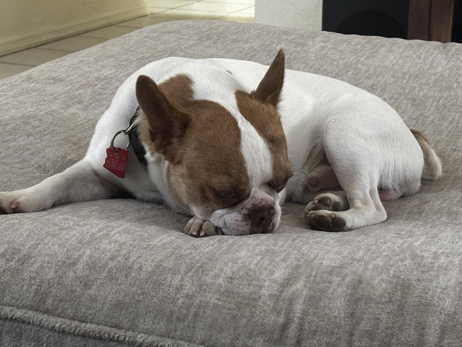 Wesley, a Adopted mixed breed in Scottsdale, AZ image 3/3
