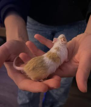 Scone, Adoptable, Adult Male Mouse.