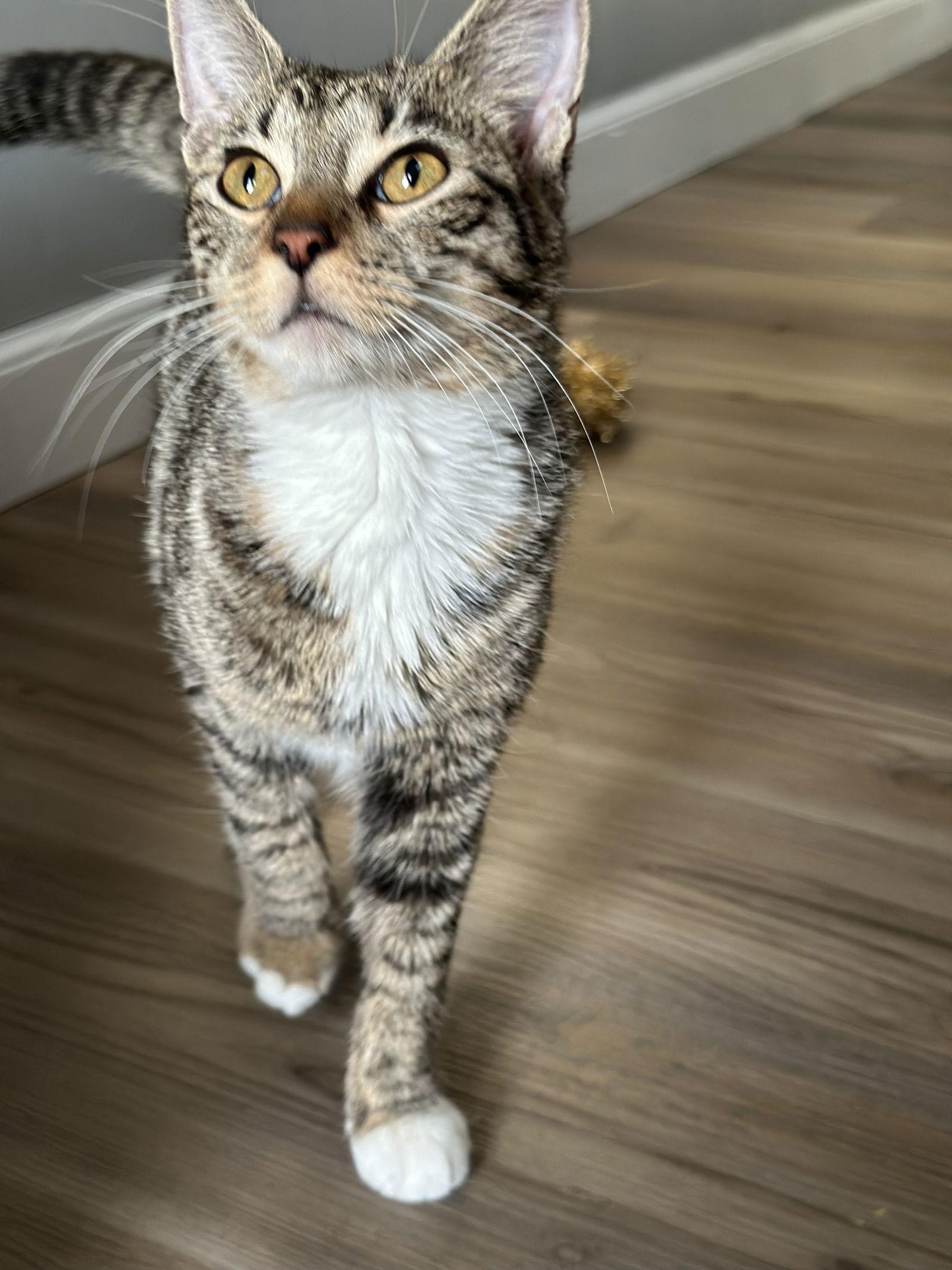 Esmerelda, Adopted, Young Female Domestic Short Hair.